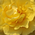 Żółty  - Róże rabatowe floribunda - Golden Wedding